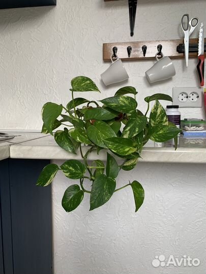 Сциндапсус золотистый d11