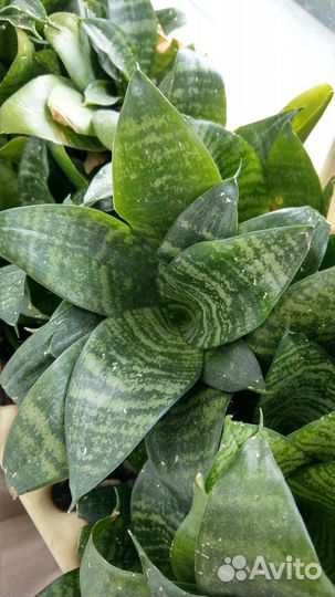 Сансевиерия ханни низкорослая