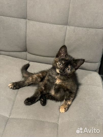 Котенок