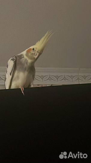 Попугай корелла