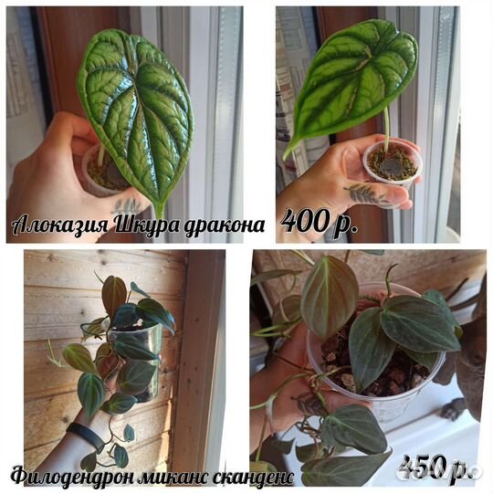 Комнатные растения