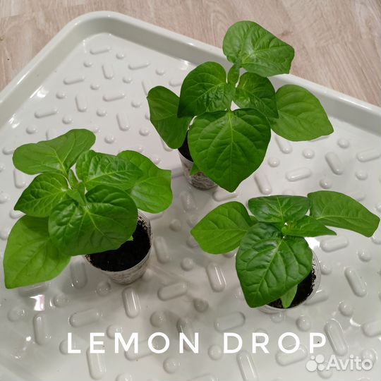 Рассада острого перца