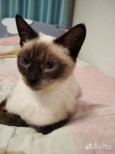 Передержка домашних животных