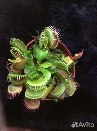 Мухоловка дионея или венерина мухоловка