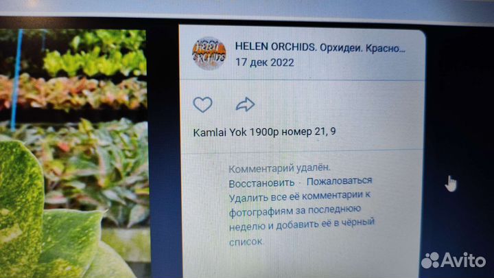 Аглаонема тайланд