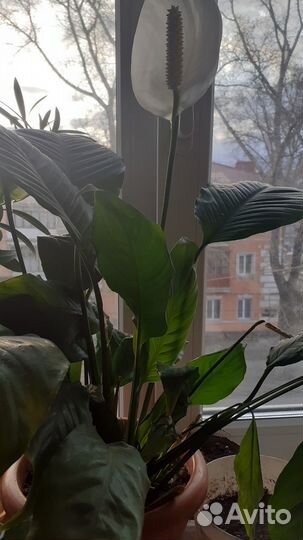 Комнатные цветы, спатифиллум