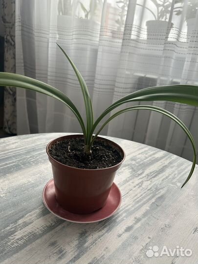 Гиппиаструм