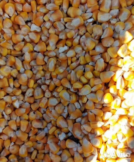 Ячмень яровой, Кормовой горох на корм