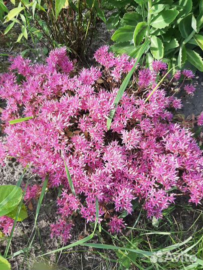 Многолетники- почвопокровники