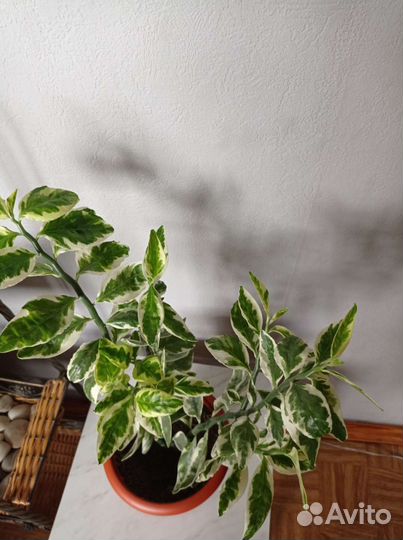 Педелантус