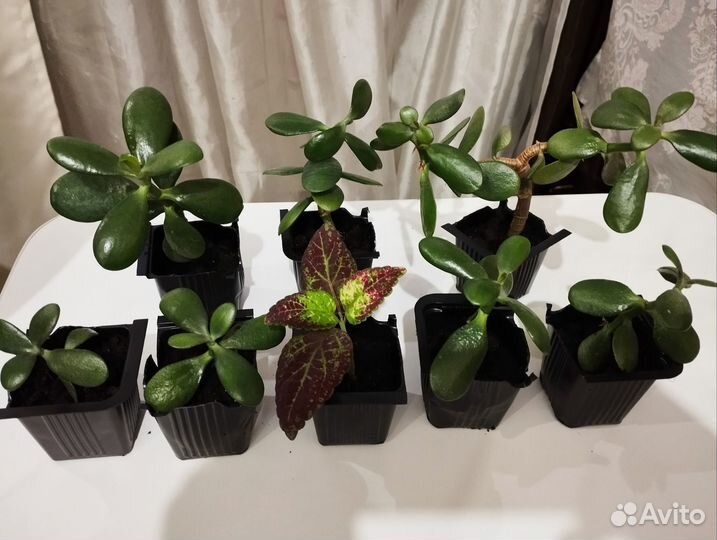 Комнатные цветы