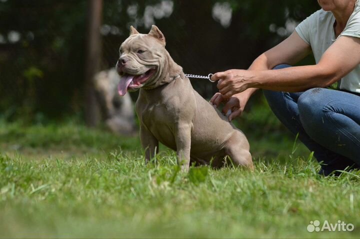 Американский булли покет