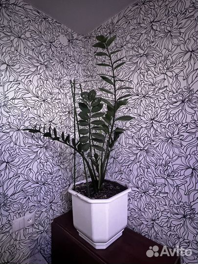 Земиокулькас