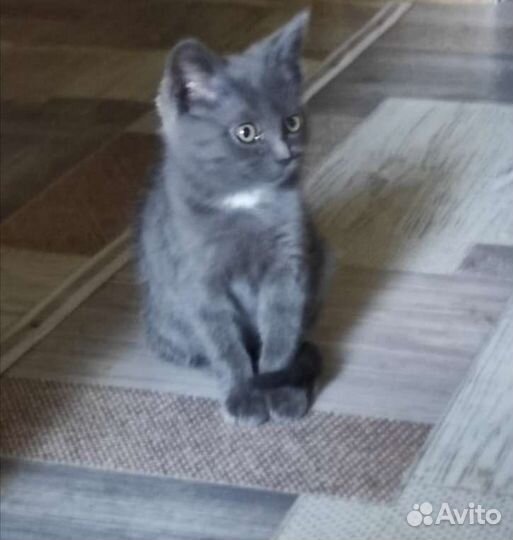 Отдам в самые добрые руки