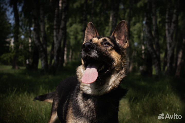 Овчарка мальчик в добрые руки