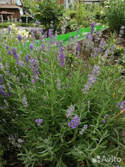 Лаванда узколистная
