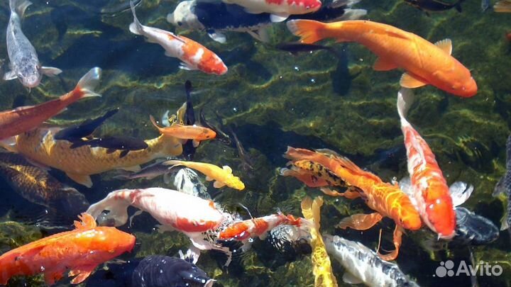 Карп Кои. Прудовые рыбки