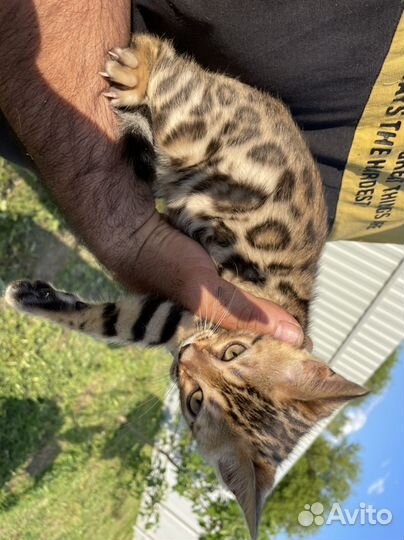 Бенгальские котята