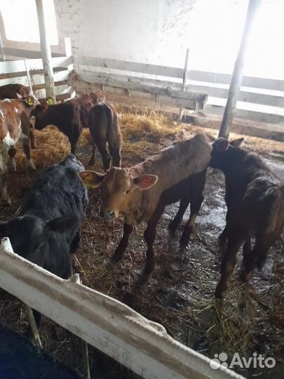 Бычки телята телки