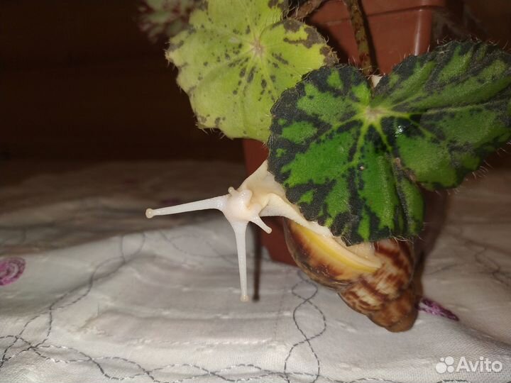 Улитки Архахатины бенины альбино (белотелые )