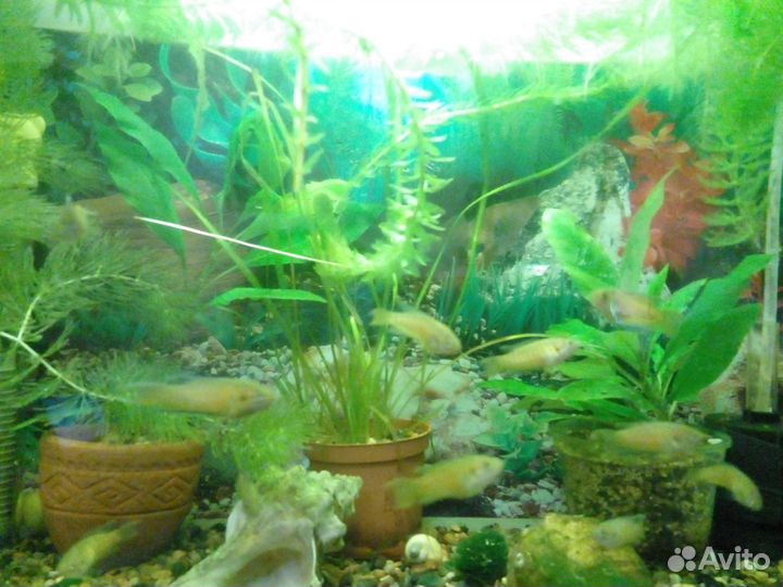 Молодые макроподы