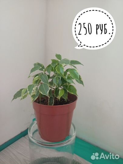 Комнатные растения