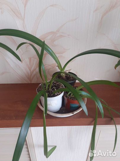 Комнатные цветы