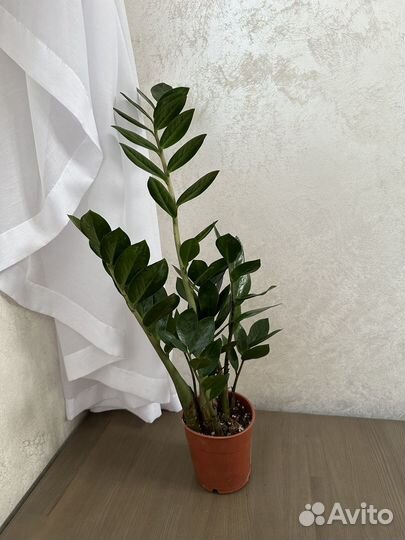 Замиокулькас Замифолия