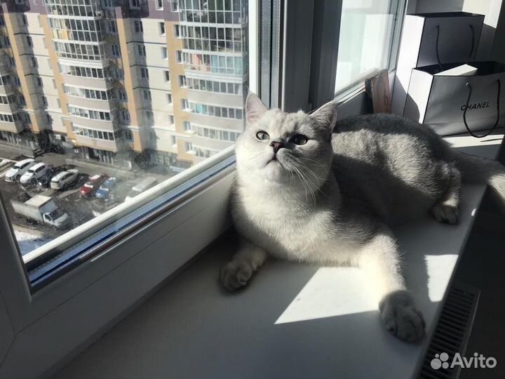 Кот на вязку
