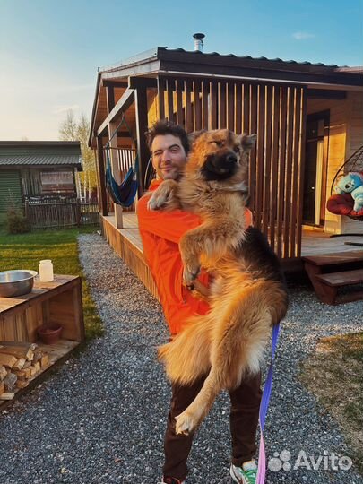 Немецкая овчарка бесплатно