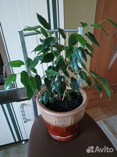 Фикус бенджамина