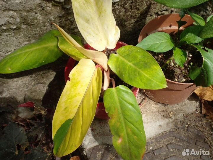 Филодендрон леди паинтед