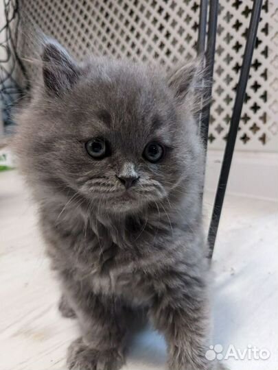 Шотландский прямоухий котенок