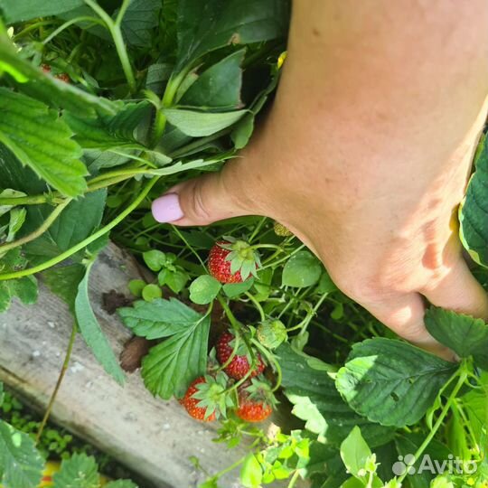 Рассада клубники