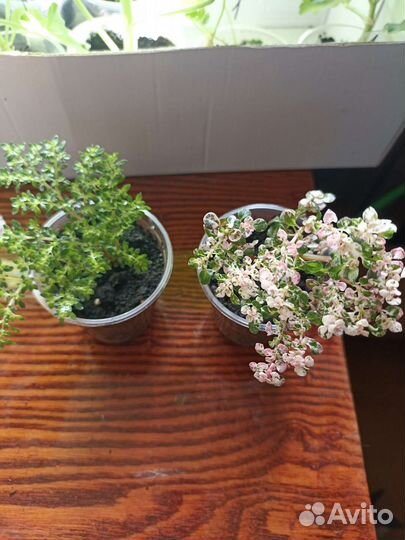 Пилея мелколистная вариегатная