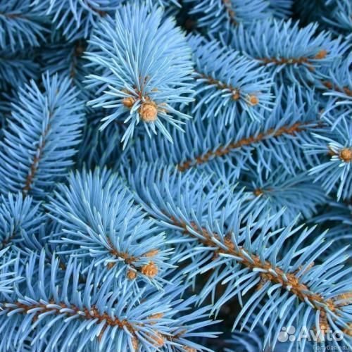 Ель голубая Глаука