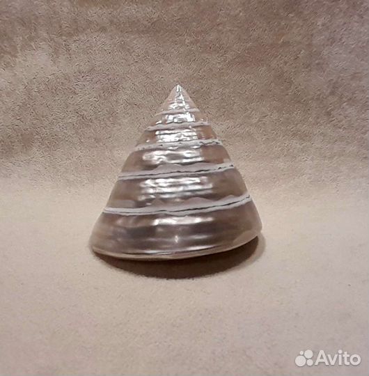 Морские ракушки раковины