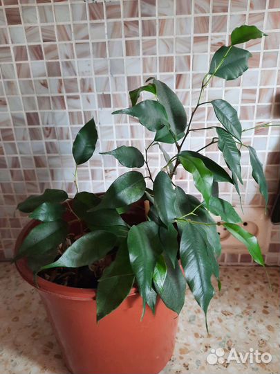 Фикус бенджамина