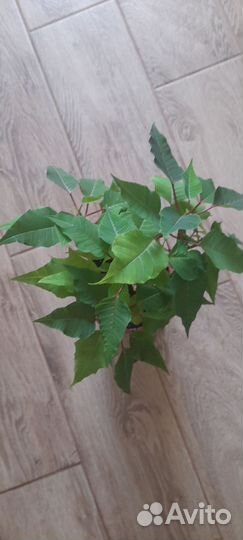 Пуансеттия