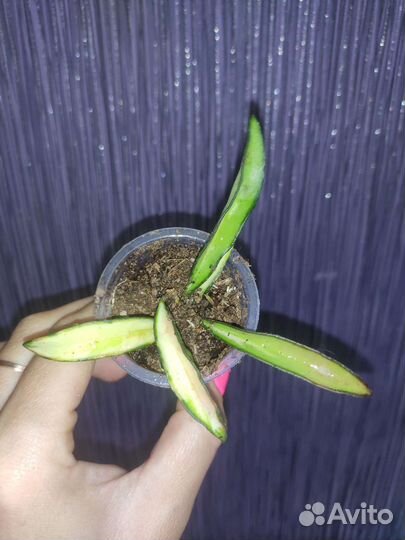 Хойя Кентиана Вариегата