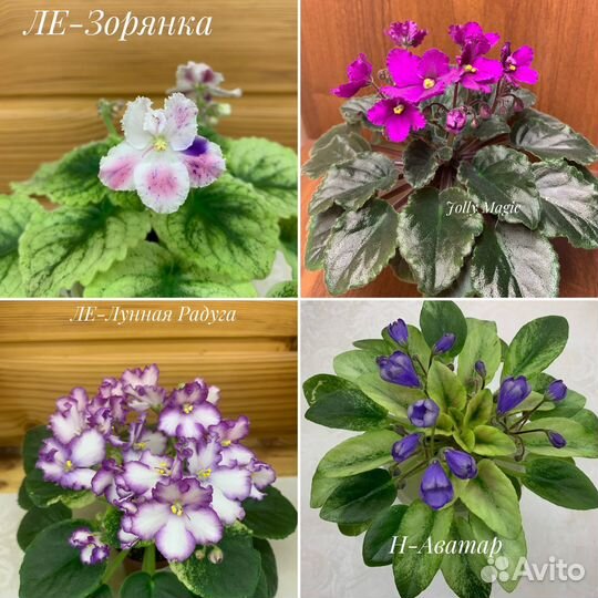 Фиалки мини