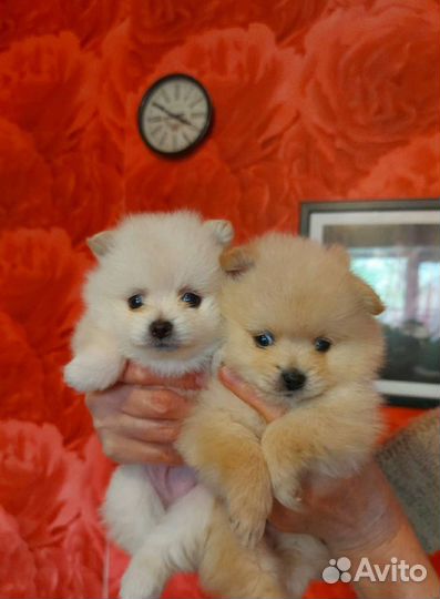 Померанский шпиц медвежьего типа