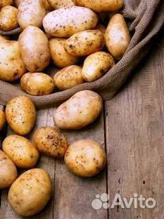 Семенной картофель