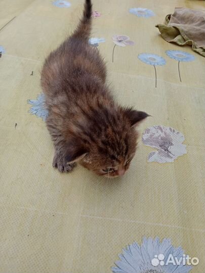 Котятки