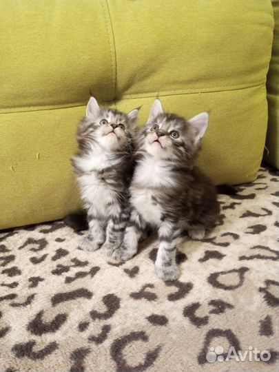 Котята мейн-кун