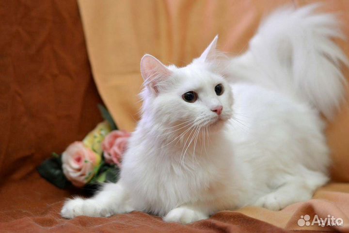 Котята для дома или дачи быстрая доставка