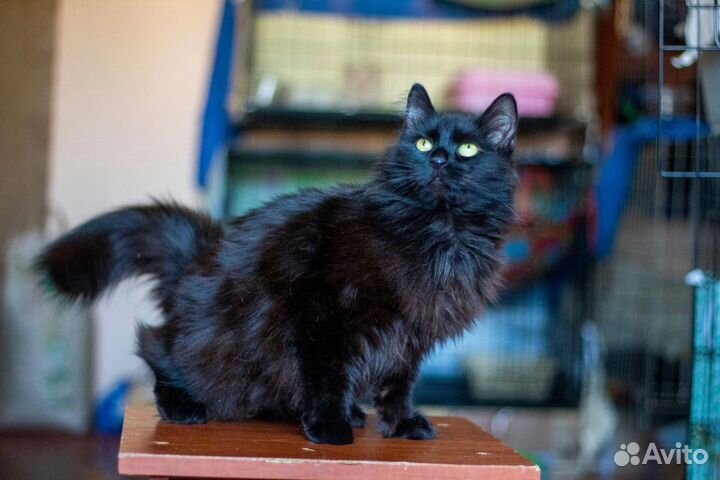 Алекса в добрые ручки:)