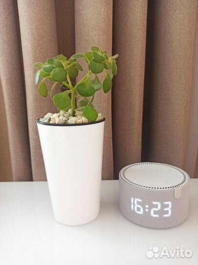 Цветок - семейное счастье