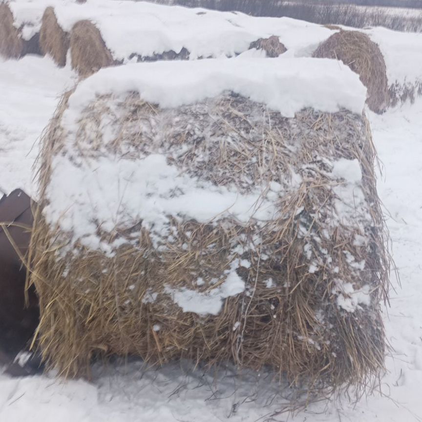 Продам сено в рулонах