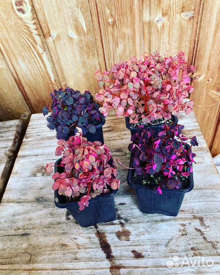 Оксалис вулканический кислица